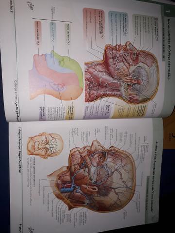 Dois Atlas de Anatomia Humana de Frank Netter - volumes 1 e 2 - Foto 3