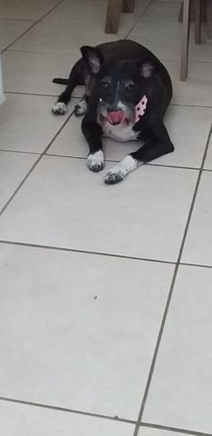 Adote uma amiga - Foto 3