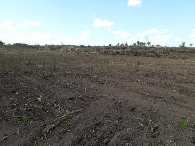 Vendo uma fazenda de 250 hectares em Caxias/MA ideal SOJA - Foto 7