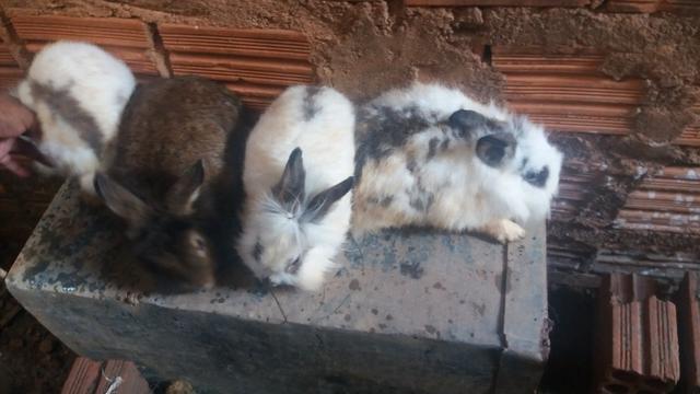 Criação de galos, galinhas e coelhos de raça. - Foto 3