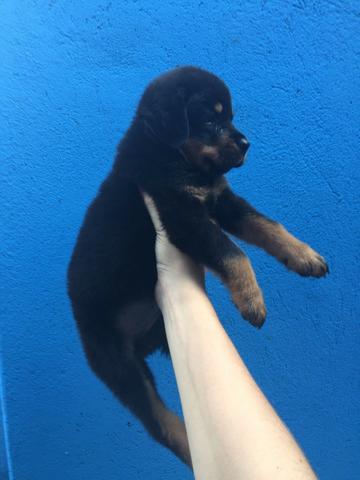 Rottweiler, cabeça de touro, padrão gigante, what's para mais informações 11 996.819.709 - Foto 2