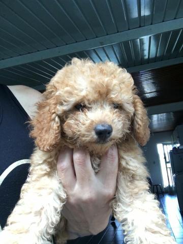 Poodle Toy Abricot (último filhote)