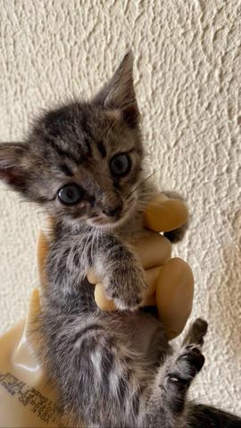 Gatinhos para adoção! - Foto 2