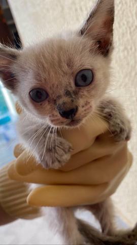 Gatinhos para adoção!