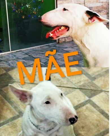 Bull Terrier - Foto 6