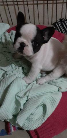 Buldogue francês