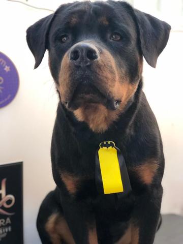 Rottweiler para cruza