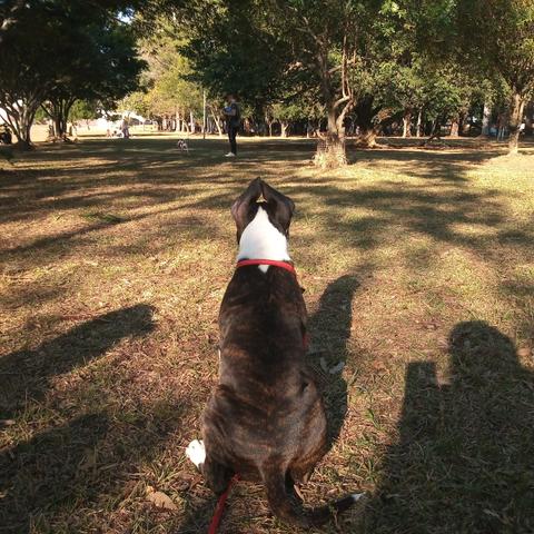 American Staffordshire terrier - Foto 4