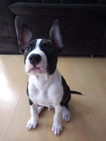American Staffordshire terrier