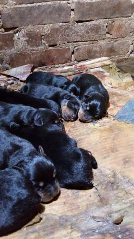 Cachorros - Foto 2
