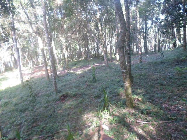 Chácara 32247 m², bem cuidada - Foto 14