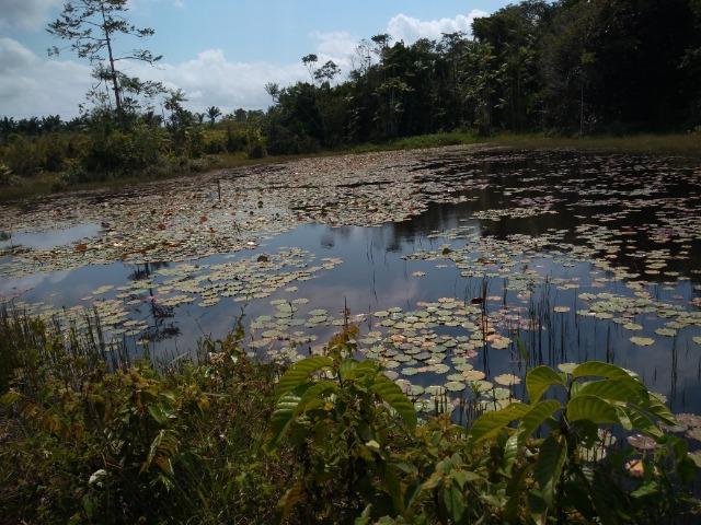 75 hectares a 60 km de Castanhal-Pará, por 650 mil reais - Foto 13