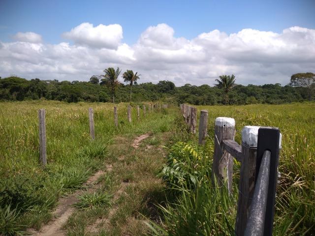 75 hectares a 60 km de Castanhal-Pará, por 650 mil reais - Foto 14