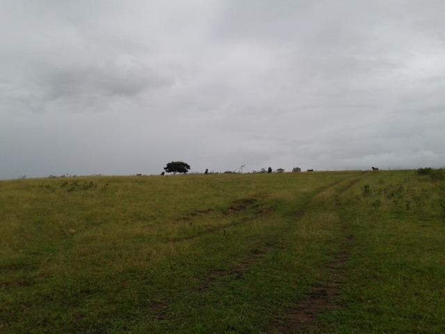 Fazenda com 63 há em brejinho, 10 barreiros, curral - Foto 20