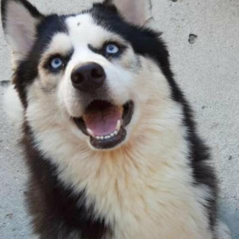 Husky siberiano disponível - Foto 4