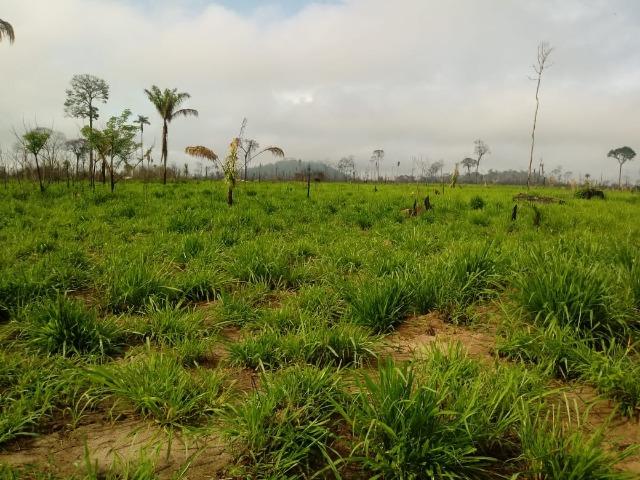 Vendo Fazenda em Novo Prigresso/PA - Foto 19