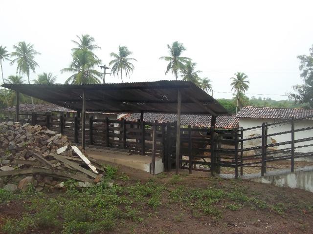 Fazenda com 110 há a 20 km de macaíba, 4 casas, 3 poços, riacho, barreiro - Foto 2