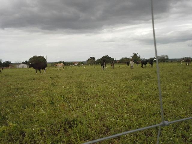 Fazenda com 80 há na br 304, casa, curral,aprisco, rio potengi - Foto 18