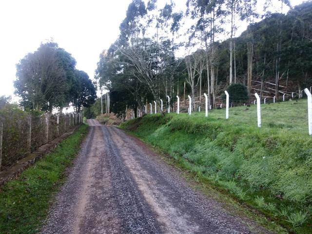 2.7 ha. linda chacara a apenas 7.5 km do centro de farroupilha - Foto 3
