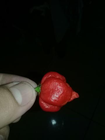 Carolina reaper - Foto 2