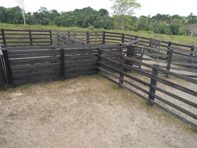 51 alqueires (250 hectares) com 30 alqueires de pasto por 850 mil reais no Pará - Foto 18