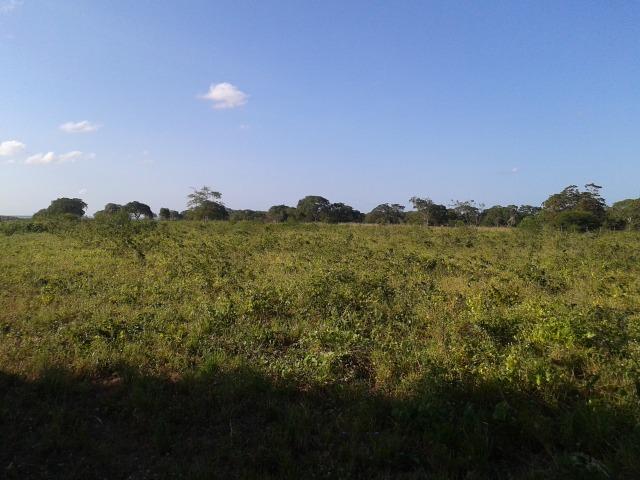 Fazenda com 290 há, casa, curral, 4 barreiros, muito pasto - Foto 7