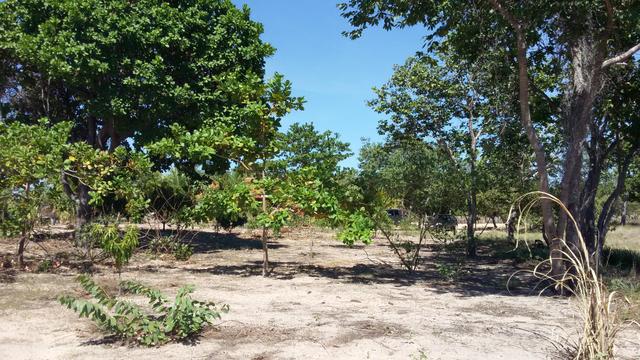 Fazenda com 6.000Ha à margem do Rio Preto! Em Mansidão BA. A 60km de Santa R. de Cassia - Foto 17