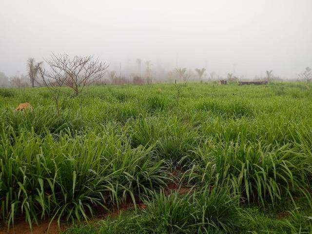 Vendo Fazenda em Novo Prigresso/PA - Foto 13