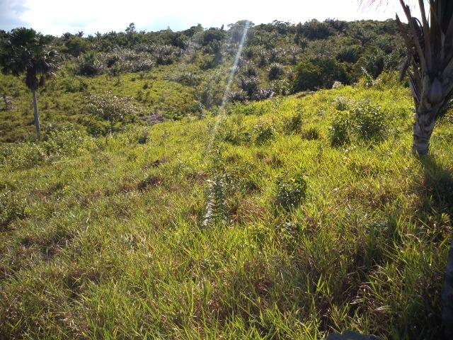 51 alqueires (250 hectares) com 30 alqueires de pasto por 850 mil reais no Pará - Foto 13