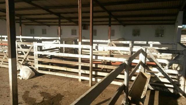 Fazenda com 80 há na br 304, casa, curral,aprisco, rio potengi - Foto 7