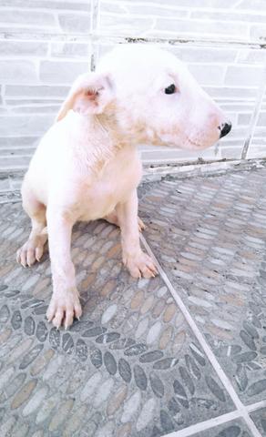 Bull terrier - Foto 4