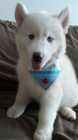 Filhotes de husky siberiano - Foto 3