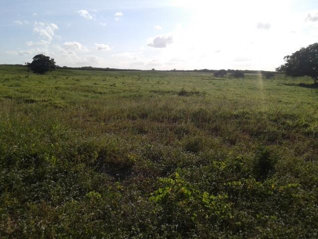 Fazenda com 290 há, casa, curral, 4 barreiros, muito pasto - Foto 11