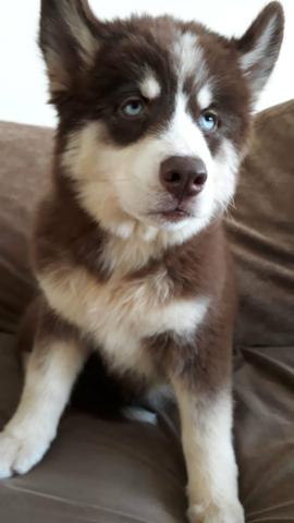 Filhotes de husky disponível pra reservas !!! - Foto 5