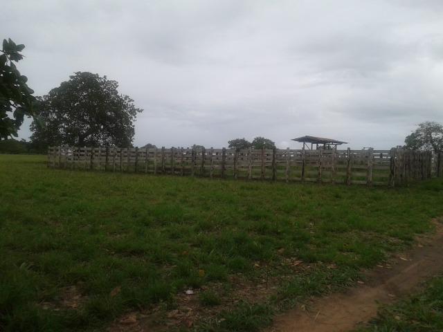 Fazenda com 63 há em brejinho, 10 barreiros, curral - Foto 17