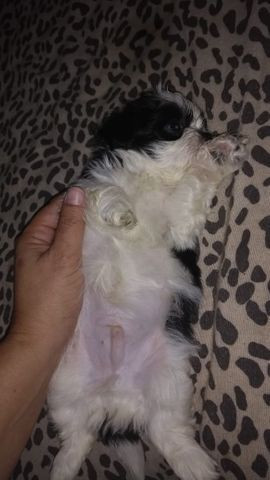 Ultimo filhote shihtzu
