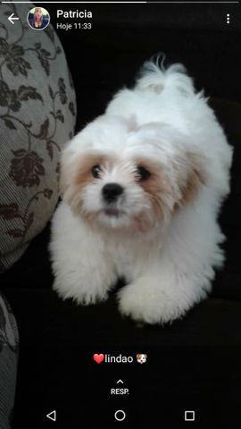 Cachorro
