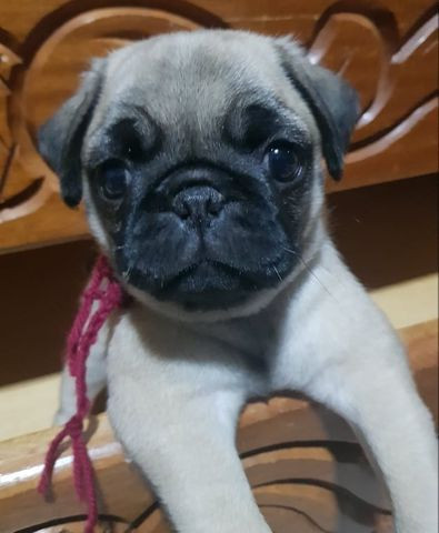 Filhotes de Pug Macho e Femea - Foto 3