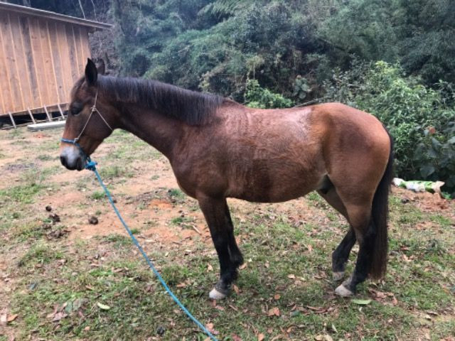 Cavalo top - Foto 4