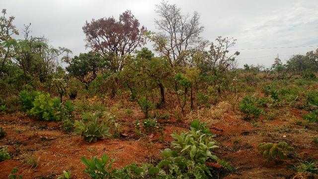Lote a venda localizado no loteamento Lagoa Golden Park em Caldas Novas GO - Foto 9