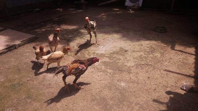 Criação de galos, galinhas e coelhos de raça.