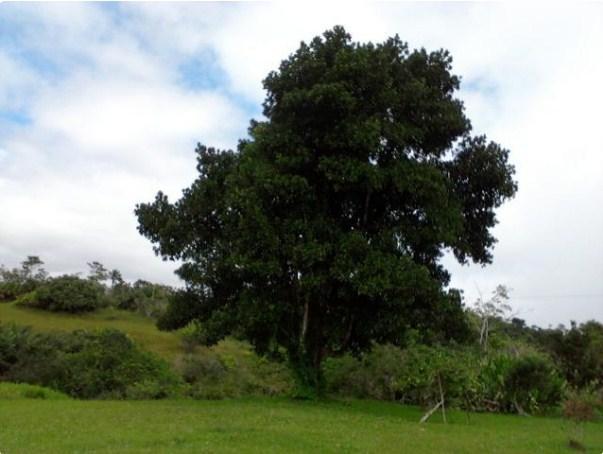 Fazenda à venda, 4190000 m² por R$ 5.600.000,00 - Cidade Nova - Ilhéus/BA - Foto 15