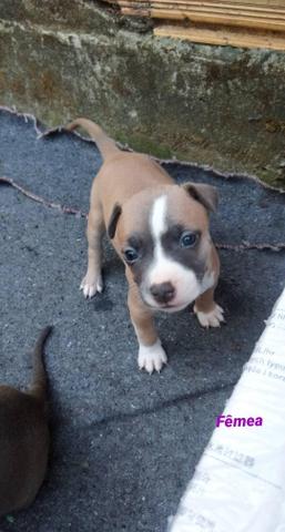 Filhotes Pit Bull Blue Nose - Foto 3