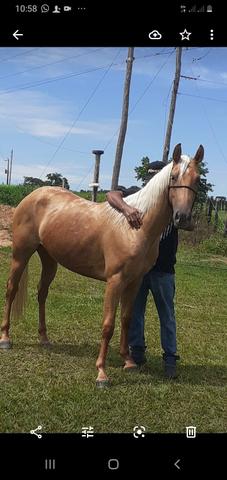 Cavalos