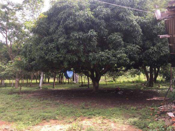 Chácara à venda em Zona rural, Cuiaba cod:21135 - Foto 9