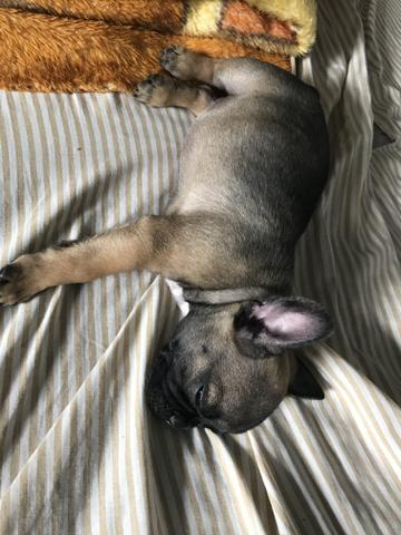 Filhote de buldogue francês - Foto 2