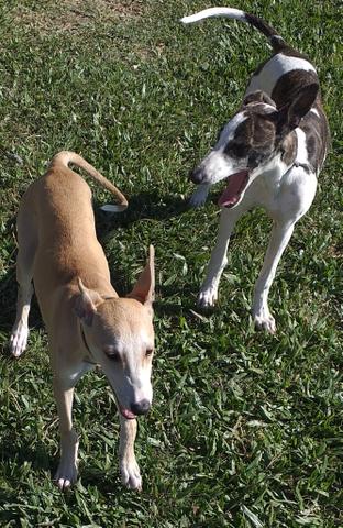 Vendo filhotes da raça galgo - Foto 6