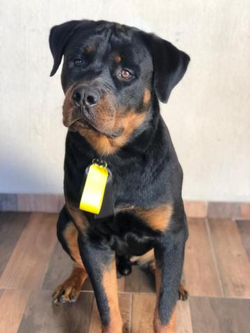 Rottweiler para cruza - Foto 2