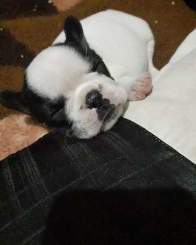 Buldogue francês - Foto 3