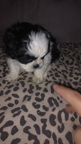 Ultimo filhote shihtzu - Foto 2